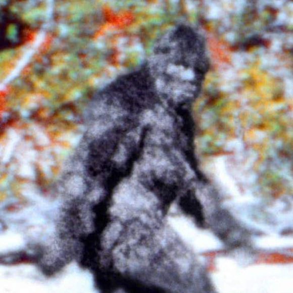 Meet your Posher, David - Picture 1 of 1